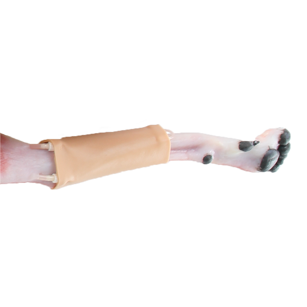 (123011) Canine Hindlimb Skin (Saphenous Vein Patch) &ndash; Vascularized (Pack of 4)