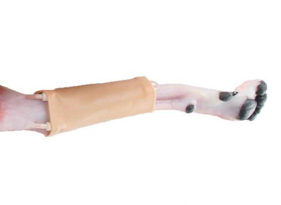 https://mail.jayakelana.id/uploads/product/-123011-canine-hindlimb-skin-3504800bee7ebd7_cover.jpg