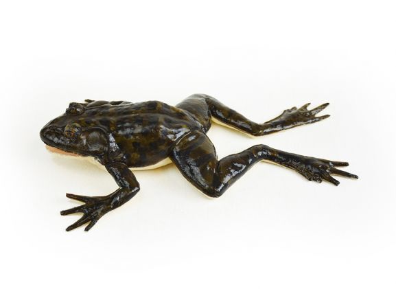 https://mail.jayakelana.id/uploads/product/-124001-synfrog-dissection-model-190921a6e9ea316_cover.jpg