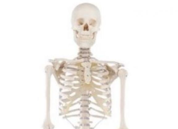https://mail.jayakelana.id/uploads/product/-3001-skeleton-willi-708708ad43a7e96_cover.jpg