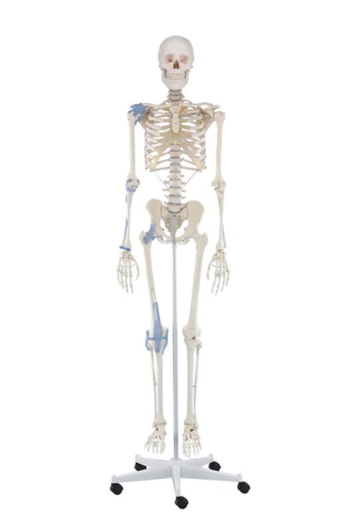 (3004) Skeleton Otto with Ligaments