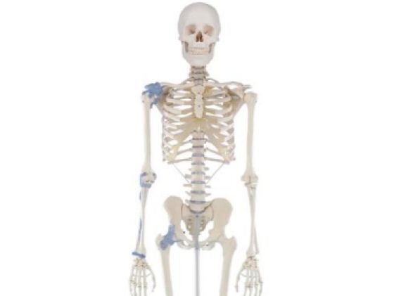 https://mail.jayakelana.id/uploads/product/-3004-skeleton-otto-with-766771bc607ee71_cover.jpg