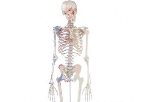 https://mail.jayakelana.id/uploads/product/-3010-skeleton-bert-with-59781e1e382b596_cover.jpg