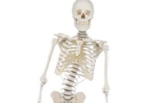 https://mail.jayakelana.id/uploads/product/-3014-skeleton-hugo-with-91071ead11e0060_cover.jpg