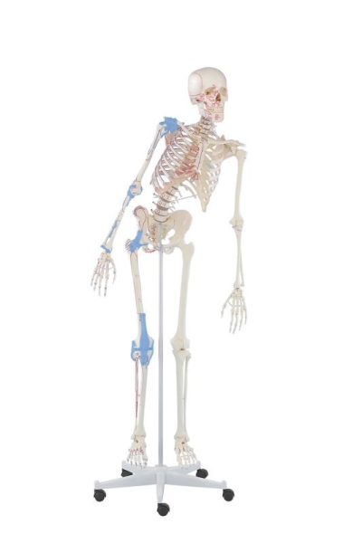 (3016) Skeleton &ldquo;Max&rdquo; with Movable Spine, Muscle Markings and Ligaments