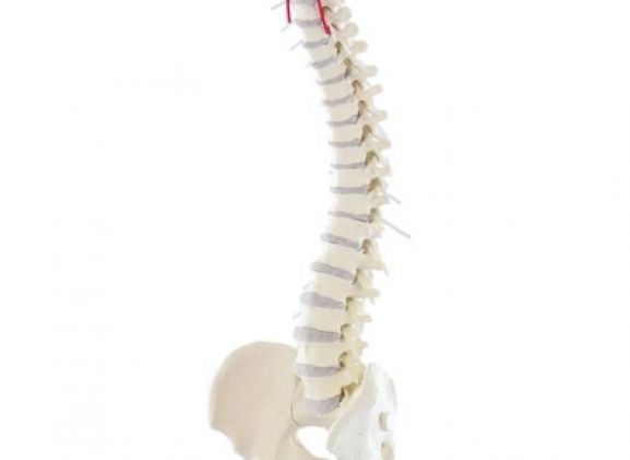 https://mail.jayakelana.id/uploads/product/-4006-vertebral-column-with-13064435979d758_cover.jpg