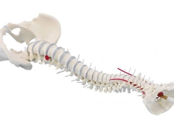 https://mail.jayakelana.id/uploads/product/-4024-standard-spine-with-34360e046ca0196_cover.jpg