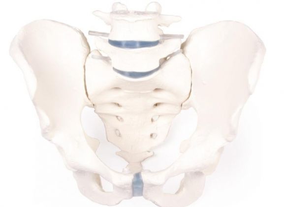 https://mail.jayakelana.id/uploads/product/-4056-male-pelvis-with-458841694471302_cover.jpg