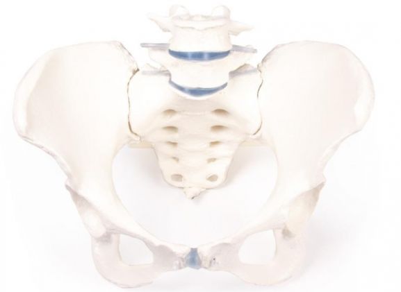 https://mail.jayakelana.id/uploads/product/-4058-female-pelvis-with-12392abf9e9c169_cover.jpg