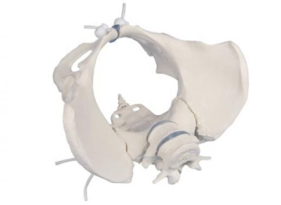 https://mail.jayakelana.id/uploads/product/-4058g-female-pelvis-with-13340fab04c8bea_cover.jpg