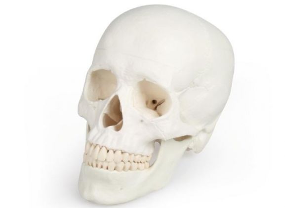 https://mail.jayakelana.id/uploads/product/-4500-skull-model-3-95044f125b7bf2c_cover.jpg