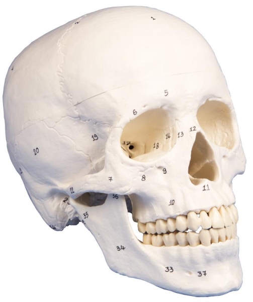 (4505) Skull Model, 3-part, Numbered