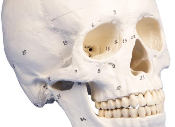 https://mail.jayakelana.id/uploads/product/-4505-skull-model-3-part--25455f6151c21c4_cover.jpg