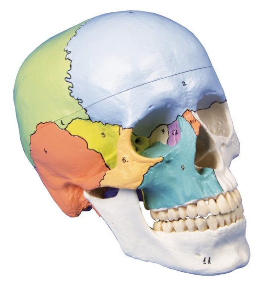 (4508) Skull Model, 3-part, Didactical Painted