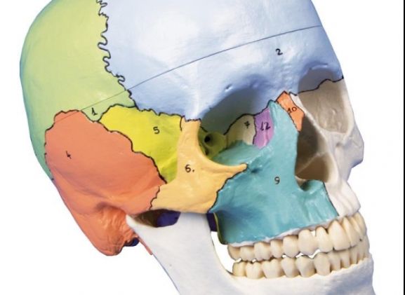 https://mail.jayakelana.id/uploads/product/-4508-skull-model-3-part--271427e85ebee69_cover.jpg