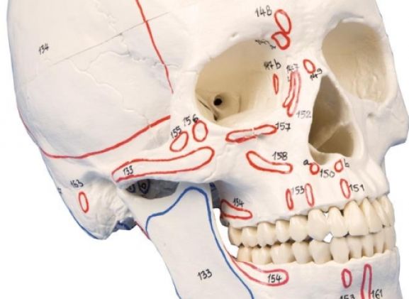 https://mail.jayakelana.id/uploads/product/-4509-skull-model-3-part--78162e33660c210_cover.jpg