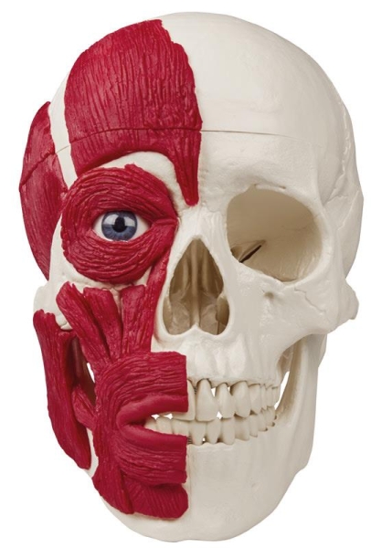 (4514) Skull with Musculature