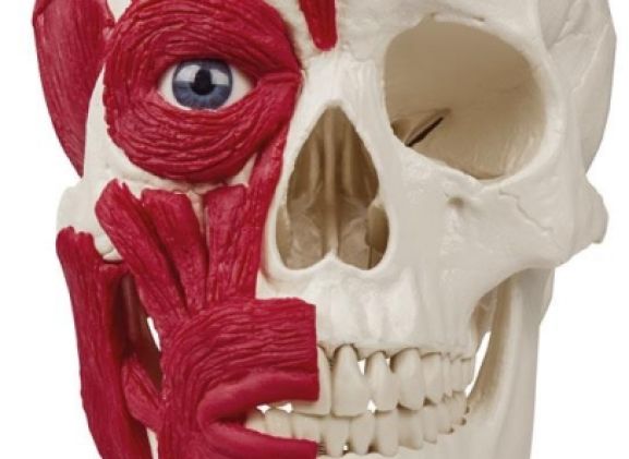 https://mail.jayakelana.id/uploads/product/-4514-skull-with-musculature-91582916e8ec450_cover.jpg