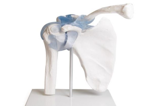 https://mail.jayakelana.id/uploads/product/-4550-shoulder-joint-with-301636d6db8d68b_cover.jpg