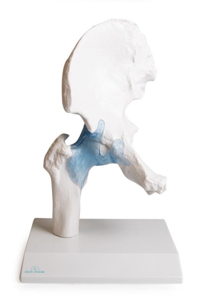(4553) Hip Joint with Ligaments with Stand