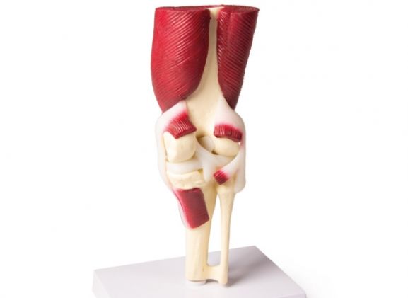 https://mail.jayakelana.id/uploads/product/-4662-knee-joint-life-8299968e157feef_cover.jpg