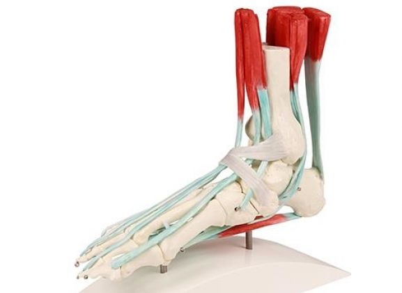 https://mail.jayakelana.id/uploads/product/-6052-foot-skeleton-with-57574329dee2e20_cover.jpg