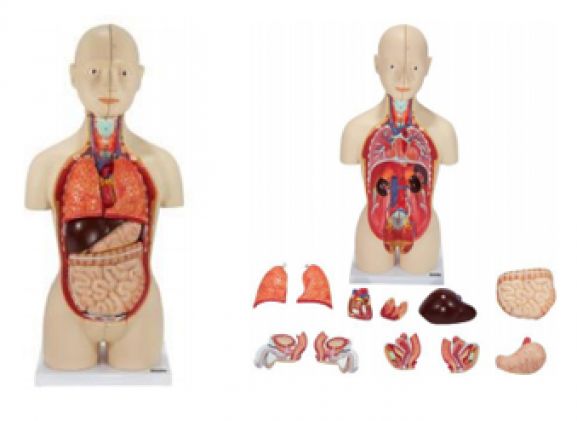 https://mail.jayakelana.id/uploads/product/-a-104264-axis-scientific-16-part-30663c5842538a5_cover.png
