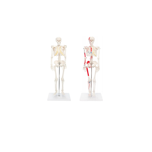 (A-105168/A-105170) AXIS SCIENTIFIC MINIATURE 31" HUMAN SKELETON / MUSCLE PAINTED AND NUMBERED 