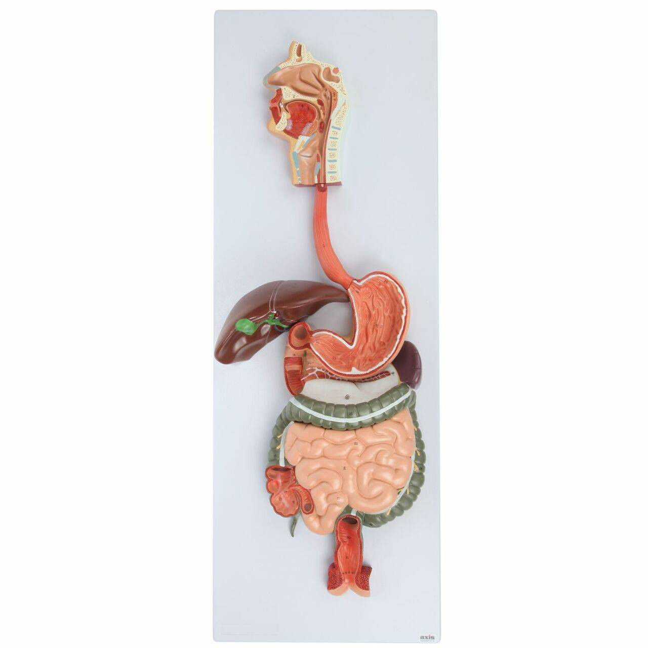 (A-105865) Axis Scientific Human Digestive System