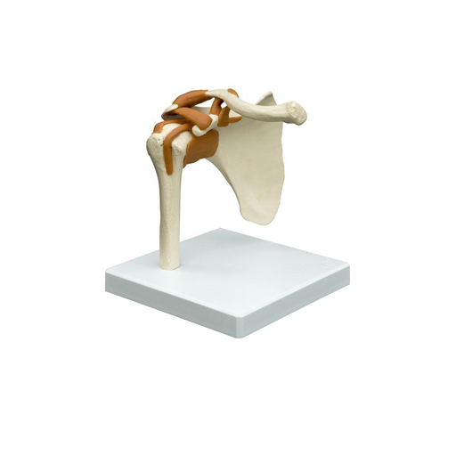 (A250) ANATOMICAL MODEL - SHOULDER JOINT 