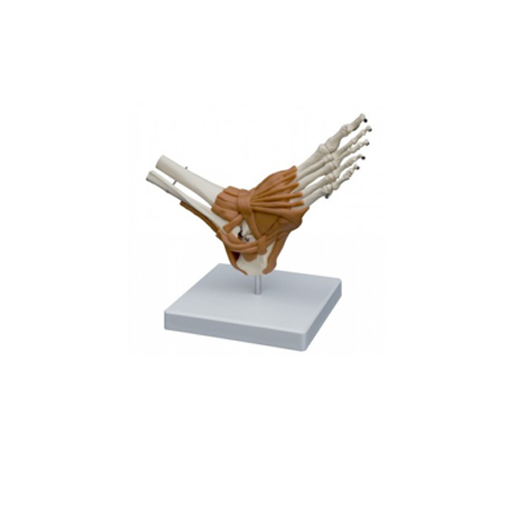 (A254) ANATOMICAL MODEL - FOOT JOINT 