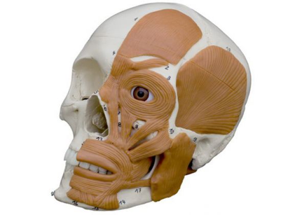 https://mail.jayakelana.id/uploads/product/-a263-model-anatomi--497367314fb9ab9_cover.png