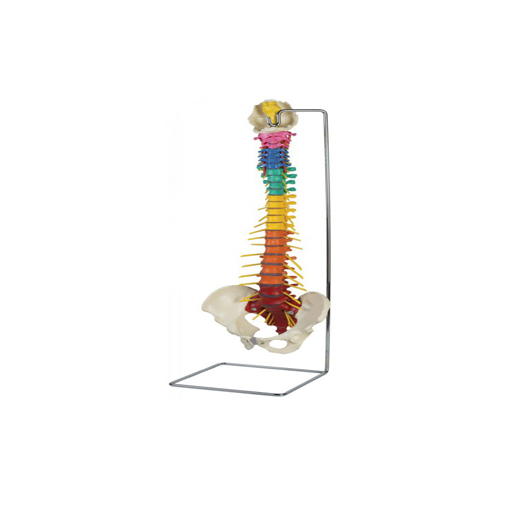 (A273) ANATOMICAL MODEL - SPINE BY DORN 