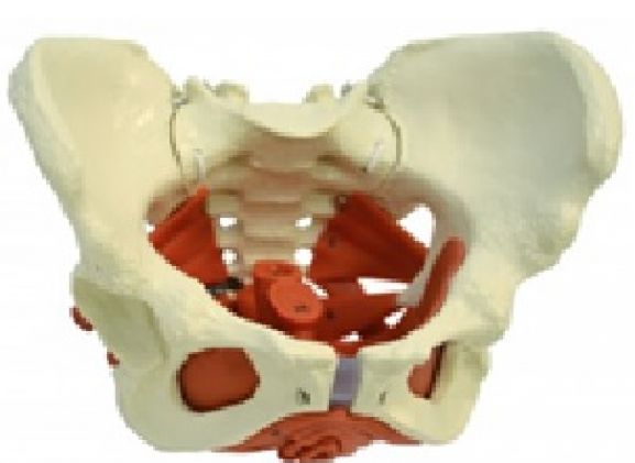 https://mail.jayakelana.id/uploads/product/-a276-model-anatomi--543612aea14fcb7_cover.jpg