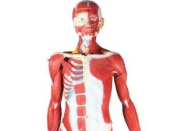 https://mail.jayakelana.id/uploads/product/-b190-muscular-figure-2-3-5569450d3c7f789_cover.jpg