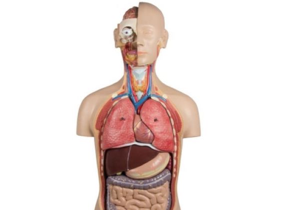 https://mail.jayakelana.id/uploads/product/-b235-torso-with-open-58227e09db3611a_cover.jpg