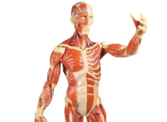 https://mail.jayakelana.id/uploads/product/-b90-muscular-figure-1-3-213461630a9f585_cover.jpg