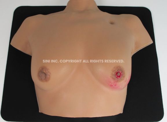 https://mail.jayakelana.id/uploads/product/-c-bat-01-breast-anatomy-model-50077eb6d239cb5_cover.jpg