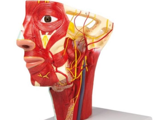 https://mail.jayakelana.id/uploads/product/-c130-arteries-of-head-62618e5c94476e0_cover.jpg