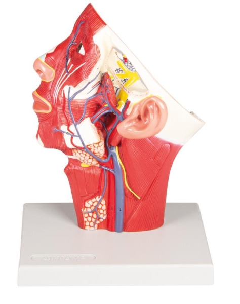 (C132) Veins of Head