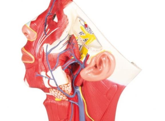 https://mail.jayakelana.id/uploads/product/-c132-veins-of-head-98221ecf070c750_cover.jpg