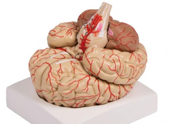 https://mail.jayakelana.id/uploads/product/-c220-brain-model-9-part-79379950ba31139_cover.jpg