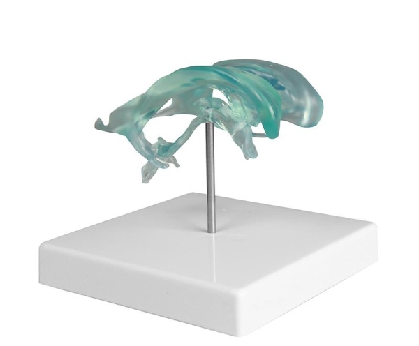 (C263) Brain Ventricle
