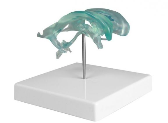 https://mail.jayakelana.id/uploads/product/-c263-brain-ventricle-99838bf2f301075_cover.jpg