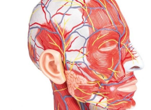 https://mail.jayakelana.id/uploads/product/-c314-half-head-life-7437086ffa7f423_cover.jpg