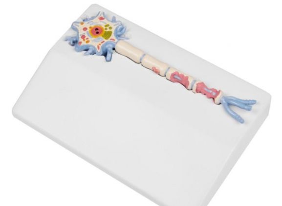 https://mail.jayakelana.id/uploads/product/-c45-neuron-model-with-527743a583fd5f5_cover.jpg