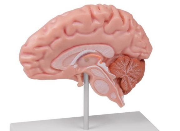 https://mail.jayakelana.id/uploads/product/-c915-anatomical-brain-half--78130aa2e316da1_cover.jpg