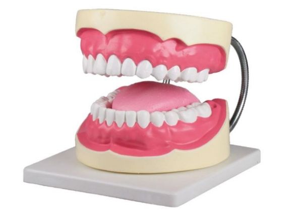 https://mail.jayakelana.id/uploads/product/-d216-oral-hygiene-model-92598cdedd7ab29_cover.jpg