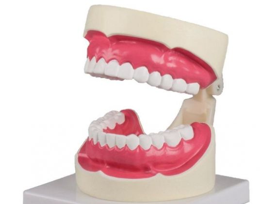 https://mail.jayakelana.id/uploads/product/-d217-oral-hygiene-model-194570d2dd1fc6f_cover.jpg