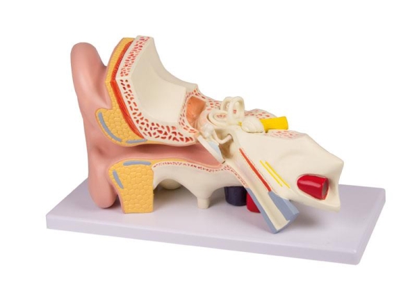 (E210) Ear, 3 times life size, 4 parts - EZ Augmented Anatomy